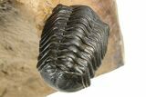 Large Metacanthina Trilobite With Reedops - Lghaft, Morocco #381585-9